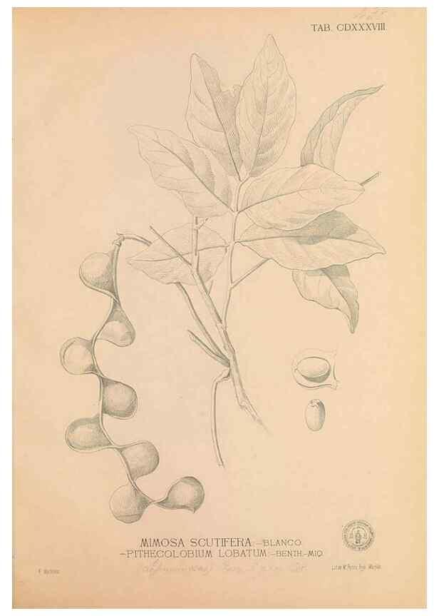 Reproducción/Reproduction 49747227896: Flora de Filipinas,. Manila,Estab. tip. de Plana y ca.,1877-83.. 