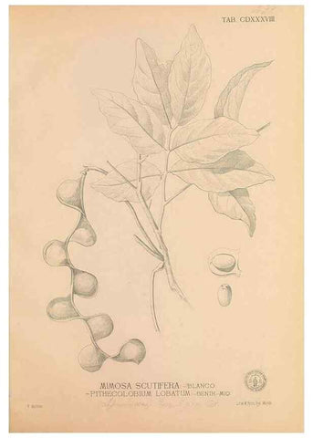 Reproducción/Reproduction 49747227896: Flora de Filipinas,. Manila,Estab. tip. de Plana y ca.,1877-83.. 