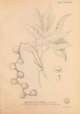 Reproducción/Reproduction 49747227896: Flora de Filipinas,. Manila,Estab. tip. de Plana y ca.,1877-83.. 