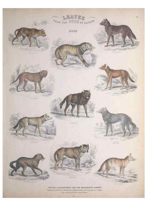 Reproducción/Reproduction 49748837363: Leaves from the book of nature,. Edinburgh :W.H. Lizars;[184-?]. 