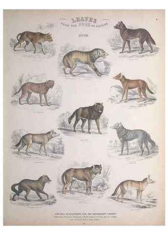 Reproducción/Reproduction 49748837363: Leaves from the book of nature,. Edinburgh :W.H. Lizars;[184-?]. 