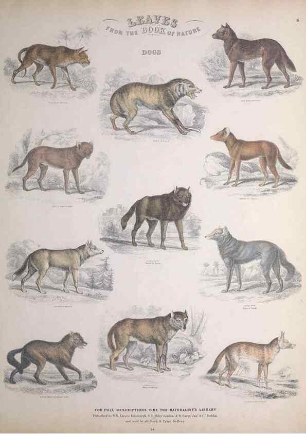Reproducción/Reproduction 49748837363: Leaves from the book of nature,. Edinburgh :W.H. Lizars;[184-?]. 