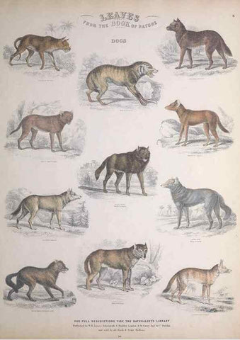 Reproducción/Reproduction 49748837363: Leaves from the book of nature,. Edinburgh :W.H. Lizars;[184-?]. 