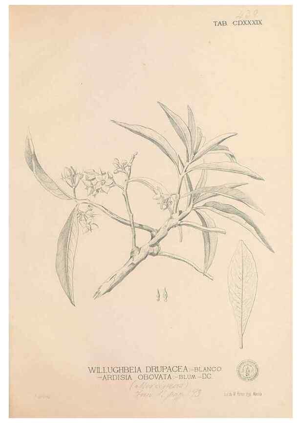 Reproducción/Reproduction 49746686238: Flora de Filipinas,. Manila,Estab. tip. de Plana y ca.,1877-83.. 