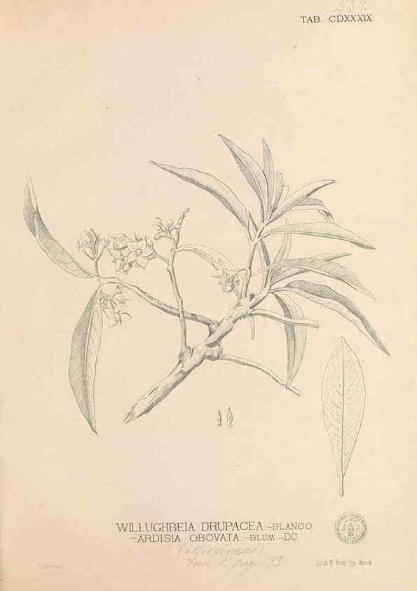 Reproducción/Reproduction 49746686238: Flora de Filipinas,. Manila,Estab. tip. de Plana y ca.,1877-83.. 