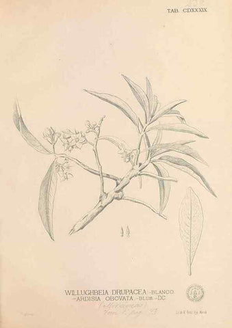 Reproducción/Reproduction 49746686238: Flora de Filipinas,. Manila,Estab. tip. de Plana y ca.,1877-83.. 