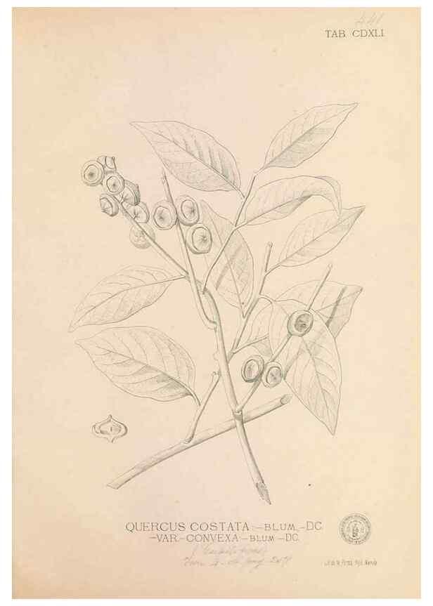 Reproducción/Reproduction 49747555602: Flora de Filipinas,. Manila,Estab. tip. de Plana y ca.,1877-83.. 