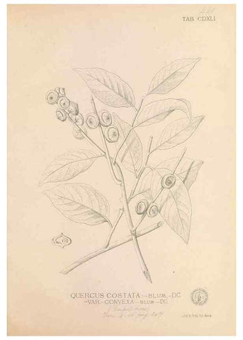 Reproducción/Reproduction 49747555602: Flora de Filipinas,. Manila,Estab. tip. de Plana y ca.,1877-83.. 