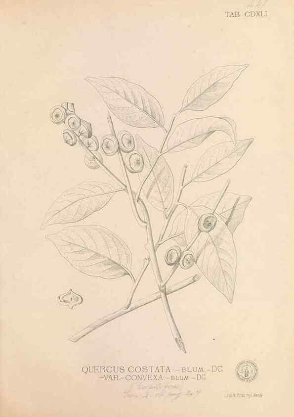 Reproducción/Reproduction 49747555602: Flora de Filipinas,. Manila,Estab. tip. de Plana y ca.,1877-83.. 