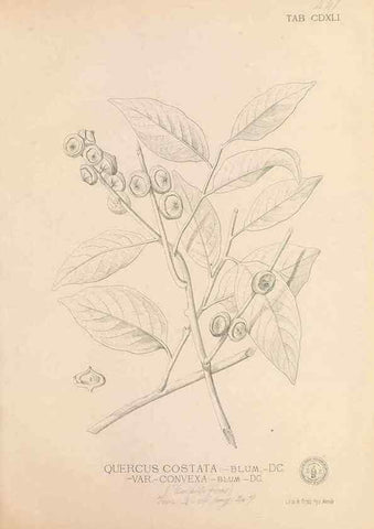 Reproducción/Reproduction 49747555602: Flora de Filipinas,. Manila,Estab. tip. de Plana y ca.,1877-83.. 