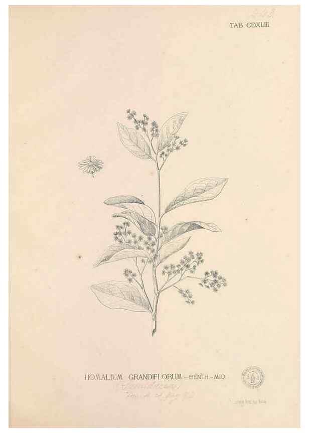 Reproducción/Reproduction 49747229096: Flora de Filipinas,. Manila,Estab. tip. de Plana y ca.,1877-83.. 