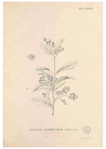 Reproducción/Reproduction 49747229096: Flora de Filipinas,. Manila,Estab. tip. de Plana y ca.,1877-83.. 