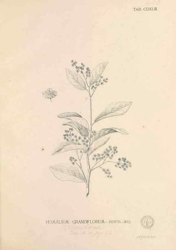 Reproducción/Reproduction 49747229096: Flora de Filipinas,. Manila,Estab. tip. de Plana y ca.,1877-83.. 