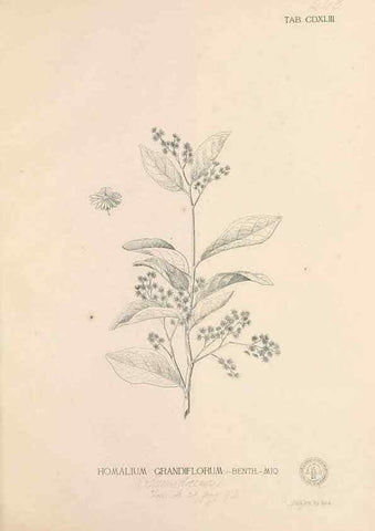 Reproducción/Reproduction 49747229096: Flora de Filipinas,. Manila,Estab. tip. de Plana y ca.,1877-83.. 