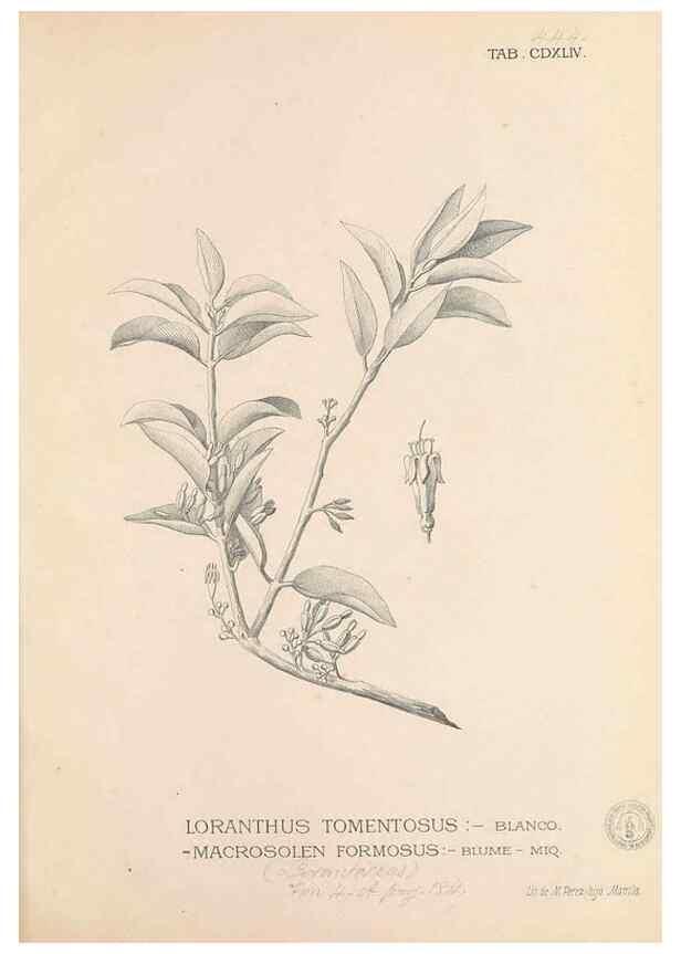 Reproducción/Reproduction 49747556182: Flora de Filipinas,. Manila,Estab. tip. de Plana y ca.,1877-83.. 