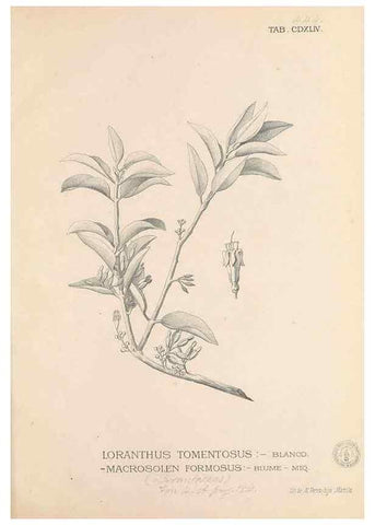 Reproducción/Reproduction 49747556182: Flora de Filipinas,. Manila,Estab. tip. de Plana y ca.,1877-83.. 