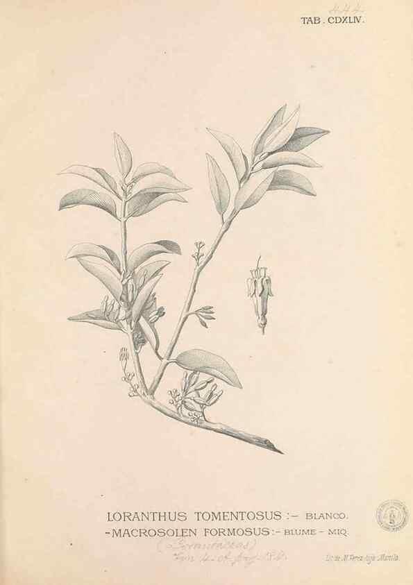 Reproducción/Reproduction 49747556182: Flora de Filipinas,. Manila,Estab. tip. de Plana y ca.,1877-83.. 