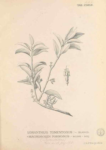 Reproducción/Reproduction 49747556182: Flora de Filipinas,. Manila,Estab. tip. de Plana y ca.,1877-83.. 
