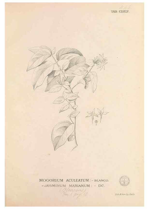 Reproducción/Reproduction 49746687458: Flora de Filipinas,. Manila,Estab. tip. de Plana y ca.,1877-83.. 