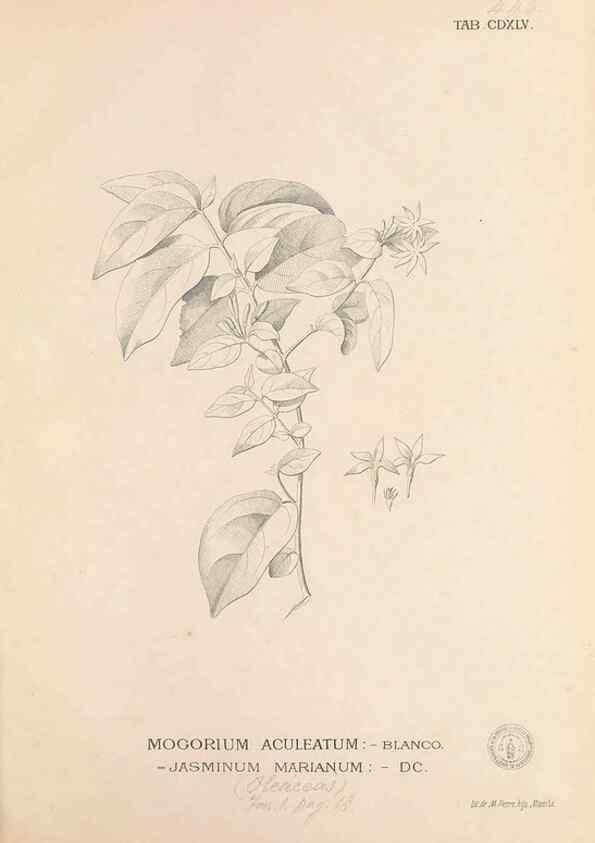 Reproducción/Reproduction 49746687458: Flora de Filipinas,. Manila,Estab. tip. de Plana y ca.,1877-83.. 