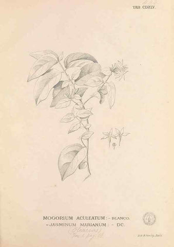 Reproducción/Reproduction 49746687458: Flora de Filipinas,. Manila,Estab. tip. de Plana y ca.,1877-83.. 
