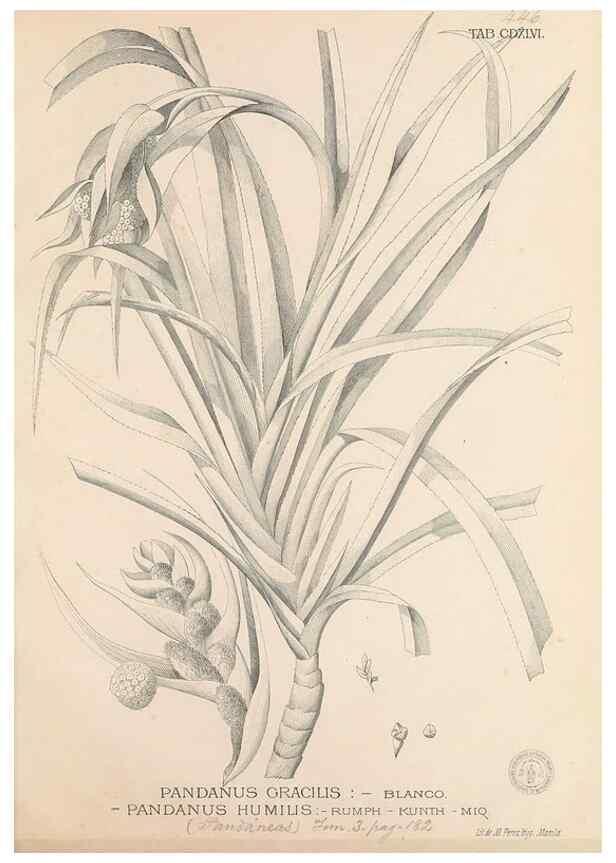 Reproducción/Reproduction 49747229761: Flora de Filipinas,. Manila,Estab. tip. de Plana y ca.,1877-83.. 