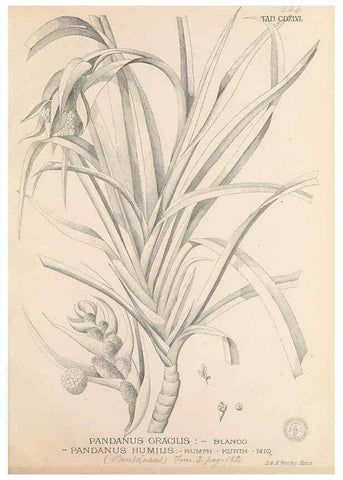 Reproducción/Reproduction 49747229761: Flora de Filipinas,. Manila,Estab. tip. de Plana y ca.,1877-83.. 