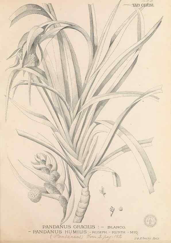 Reproducción/Reproduction 49747229761: Flora de Filipinas,. Manila,Estab. tip. de Plana y ca.,1877-83.. 