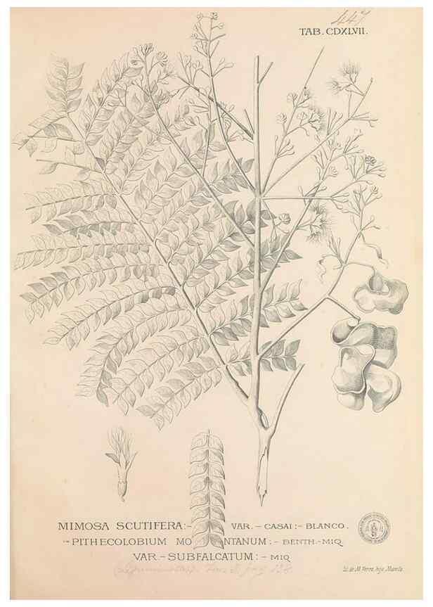 Reproducción/Reproduction 49746688058: Flora de Filipinas,. Manila,Estab. tip. de Plana y ca.,1877-83.. 