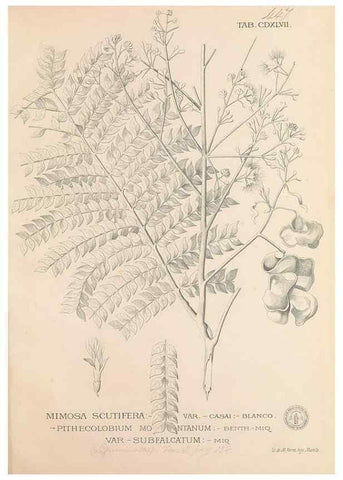 Reproducción/Reproduction 49746688058: Flora de Filipinas,. Manila,Estab. tip. de Plana y ca.,1877-83.. 