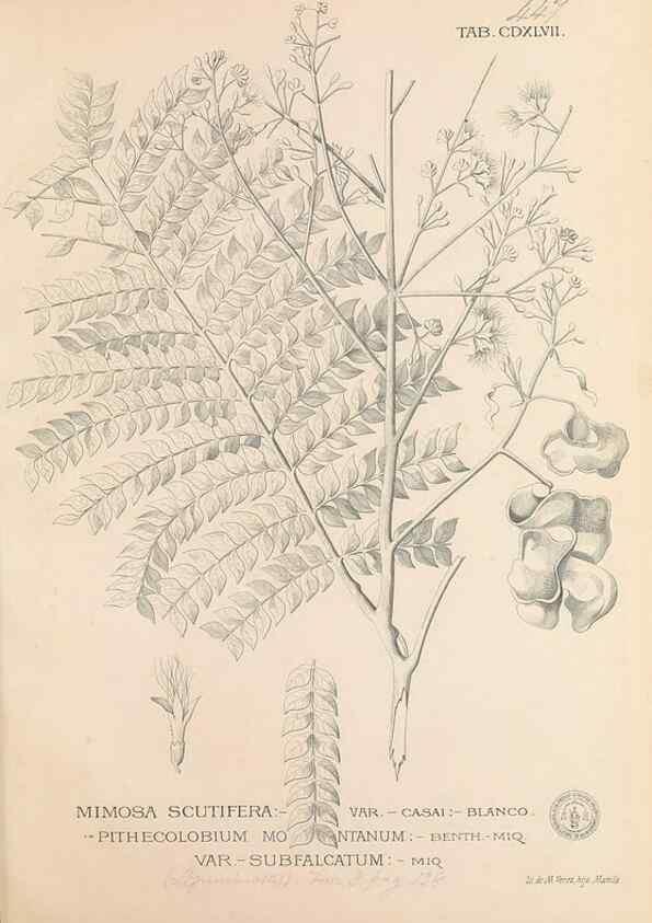 Reproducción/Reproduction 49746688058: Flora de Filipinas,. Manila,Estab. tip. de Plana y ca.,1877-83.. 