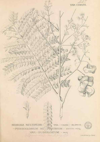 Reproducción/Reproduction 49746688058: Flora de Filipinas,. Manila,Estab. tip. de Plana y ca.,1877-83.. 