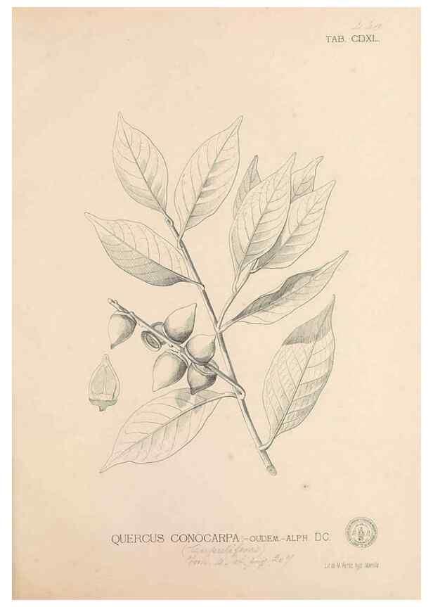 Reproducción/Reproduction 49746686503: Flora de Filipinas,. Manila,Estab. tip. de Plana y ca.,1877-83.. 