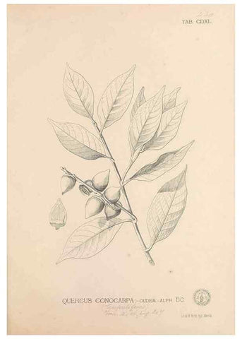 Reproducción/Reproduction 49746686503: Flora de Filipinas,. Manila,Estab. tip. de Plana y ca.,1877-83.. 