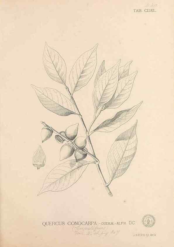 Reproducción/Reproduction 49746686503: Flora de Filipinas,. Manila,Estab. tip. de Plana y ca.,1877-83.. 