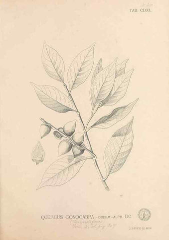 Reproducción/Reproduction 49746686503: Flora de Filipinas,. Manila,Estab. tip. de Plana y ca.,1877-83.. 