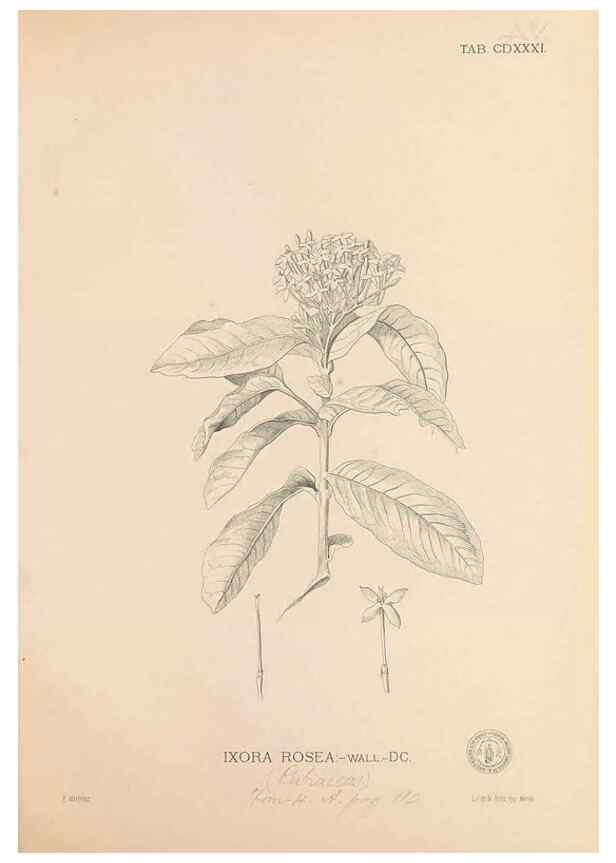 Reproducción/Reproduction 49747553322: Flora de Filipinas,. Manila,Estab. tip. de Plana y ca.,1877-83.. 