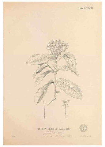 Reproducción/Reproduction 49747553322: Flora de Filipinas,. Manila,Estab. tip. de Plana y ca.,1877-83.. 