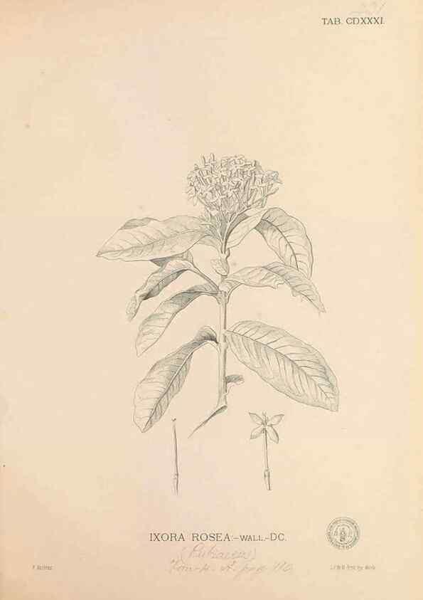 Reproducción/Reproduction 49747553322: Flora de Filipinas,. Manila,Estab. tip. de Plana y ca.,1877-83.. 