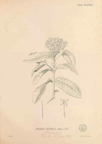 Reproducción/Reproduction 49747553322: Flora de Filipinas,. Manila,Estab. tip. de Plana y ca.,1877-83.. 