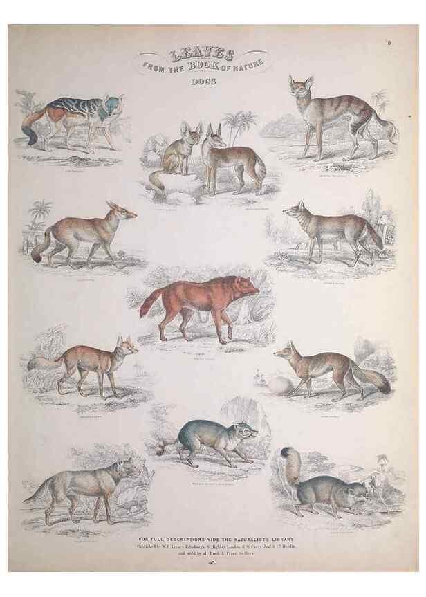 Reproducción/Reproduction 49749708262: Leaves from the book of nature,. Edinburgh :W.H. Lizars;[184-?]. 