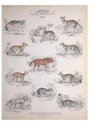 Reproducción/Reproduction 49749708262: Leaves from the book of nature,. Edinburgh :W.H. Lizars;[184-?]. 