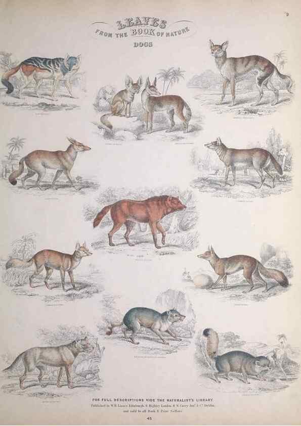 Reproducción/Reproduction 49749708262: Leaves from the book of nature,. Edinburgh :W.H. Lizars;[184-?]. 