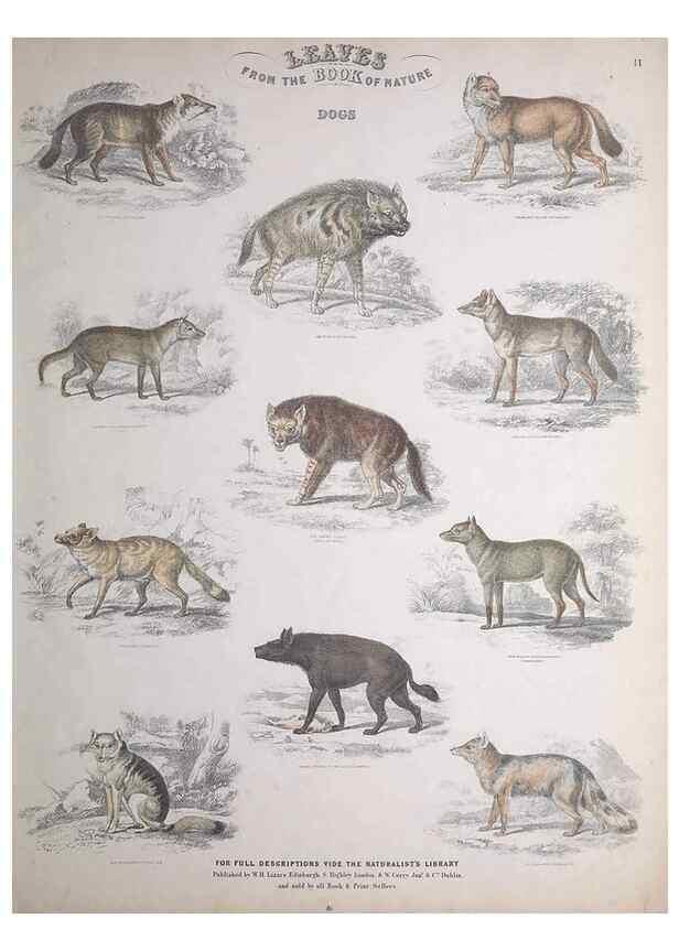 Reproducción/Reproduction 49749708892: Leaves from the book of nature,. Edinburgh :W.H. Lizars;[184-?]. 