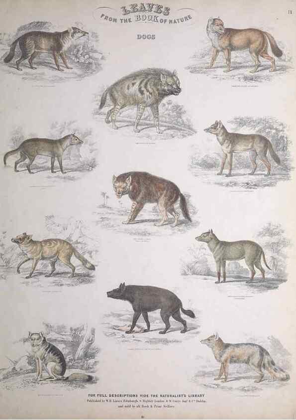 Reproducción/Reproduction 49749708892: Leaves from the book of nature,. Edinburgh :W.H. Lizars;[184-?]. 