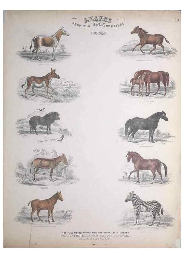 Reproducción/Reproduction 49748842533: Leaves from the book of nature,. Edinburgh :W.H. Lizars;[184-?]. 