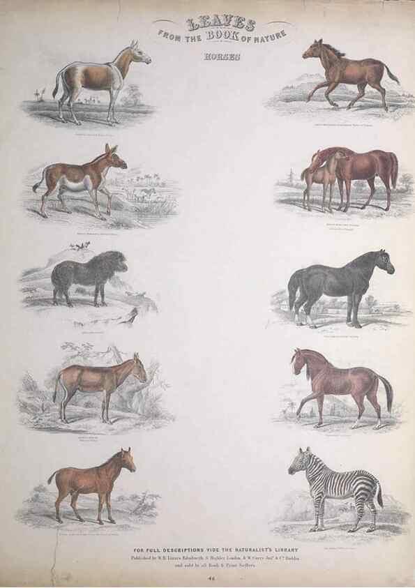 Reproducción/Reproduction 49748842533: Leaves from the book of nature,. Edinburgh :W.H. Lizars;[184-?]. 