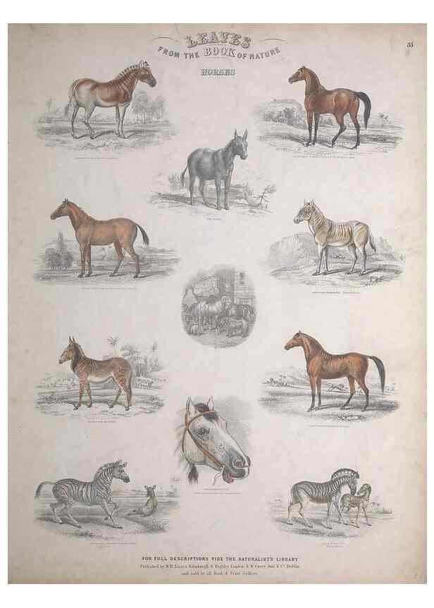 Reproducción/Reproduction 49749385246: Leaves from the book of nature,. Edinburgh :W.H. Lizars;[184-?]. 