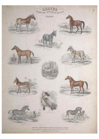 Reproducción/Reproduction 49749385246: Leaves from the book of nature,. Edinburgh :W.H. Lizars;[184-?]. 