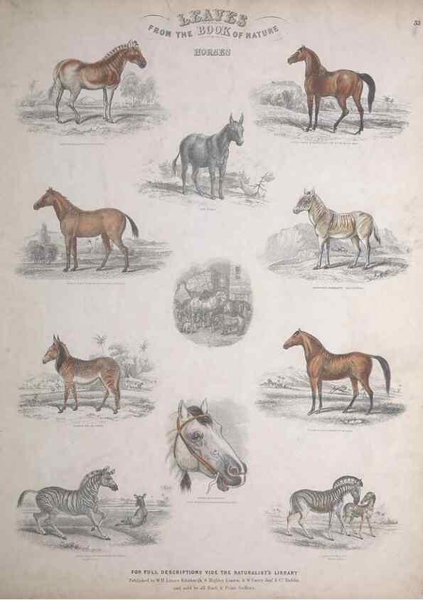 Reproducción/Reproduction 49749385246: Leaves from the book of nature,. Edinburgh :W.H. Lizars;[184-?]. 